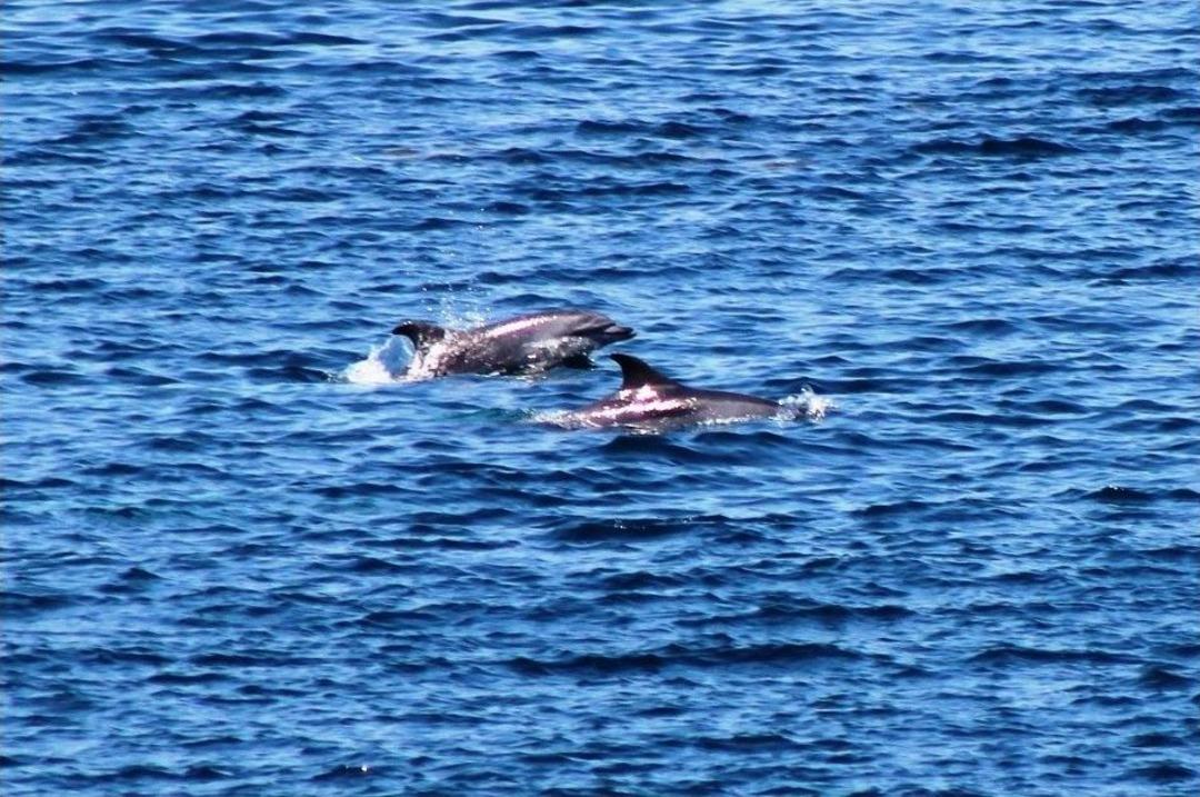 &Ccedil;anakkale Boğazı&rsquo;nda Yunus Şovu