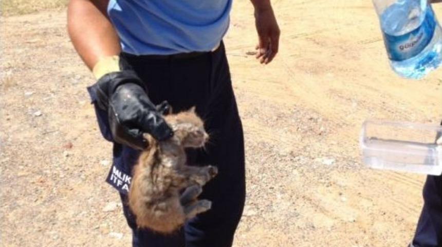 Kedi Mahalleyi Ayağa Kaldırdı
