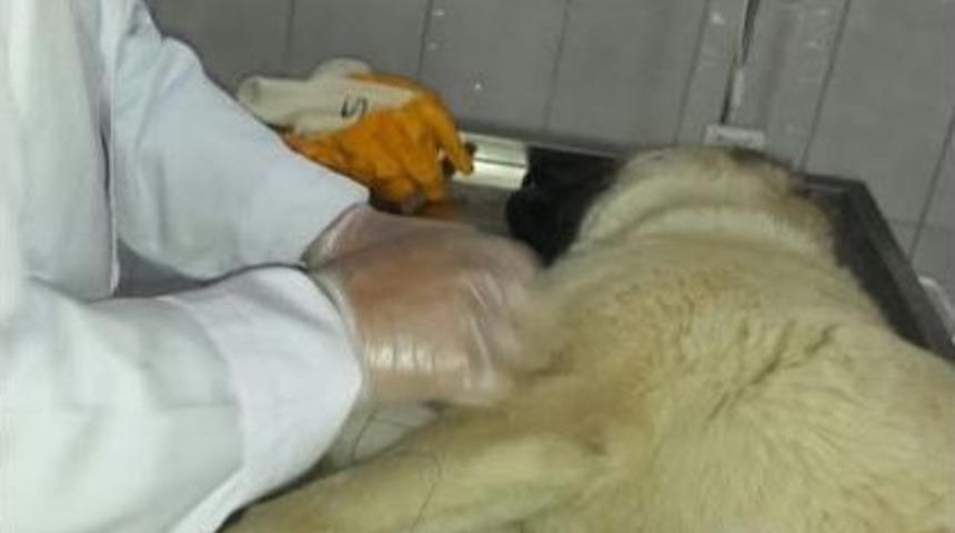 Yaralı K&ouml;pek Tedavi Edilerek Sahibine Teslim Edildi