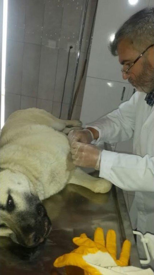 Yaralı Köpek Tedavi Edilerek Sahibine Teslim Edildi