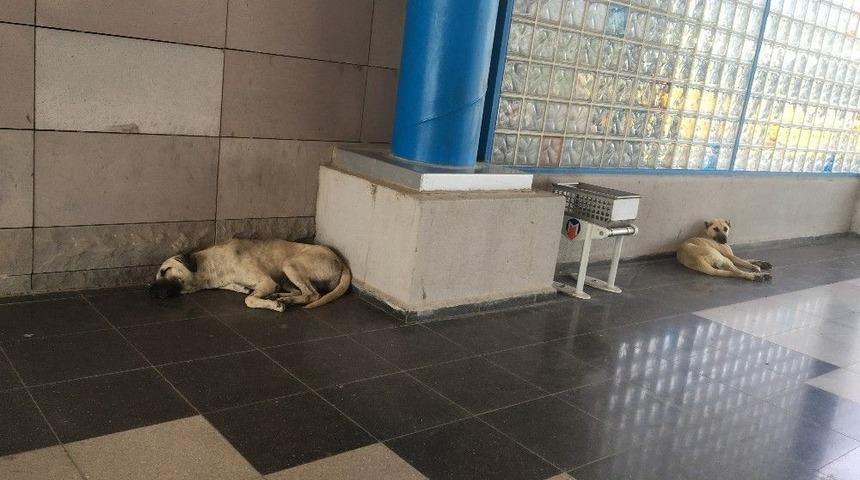 Başakşehir Belediyesi Sıcak Havalarda Sokak Hayvanlarını Unutmadı