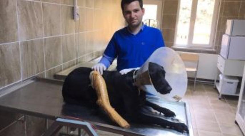 Yaralanan Sokak K&ouml;peği Tedavi Edildi
