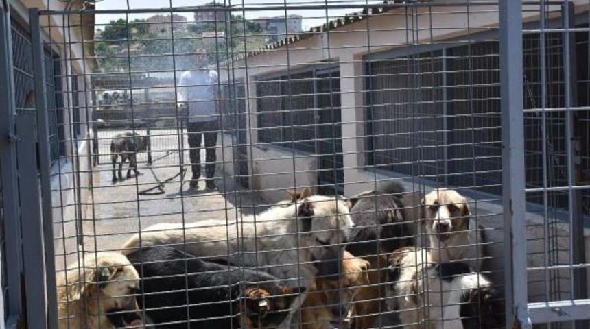 Sıcaktan Bunalan K&ouml;pekler Hortumla Serinletiliyor