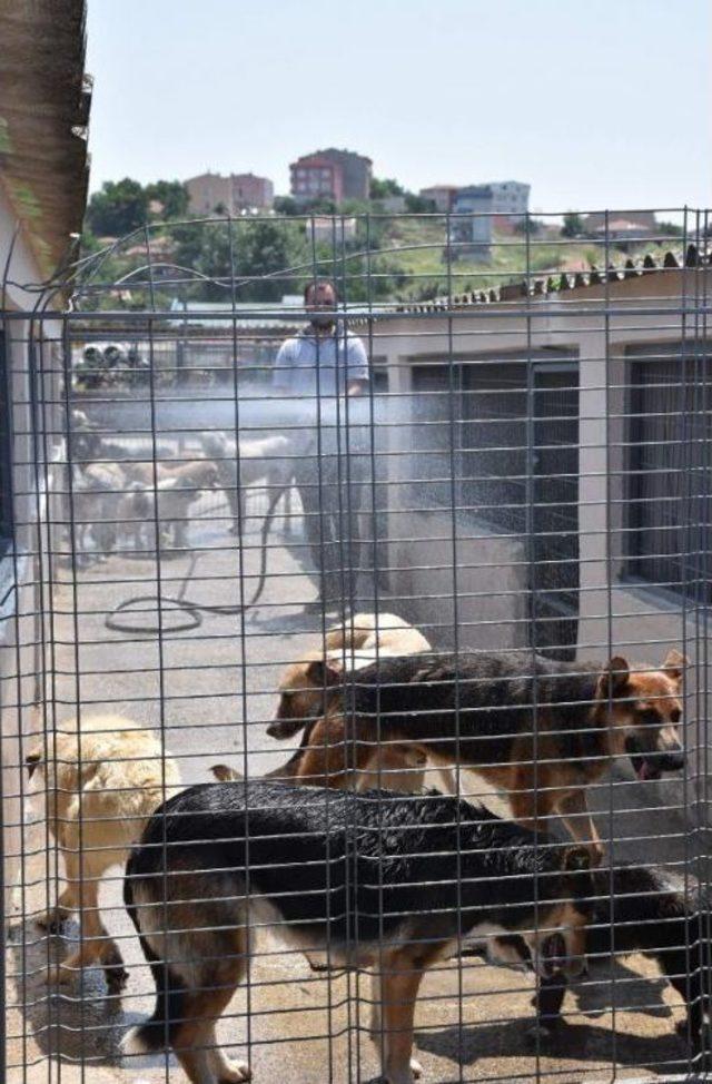 Sıcaktan Bunalan Köpekler Hortumla Serinletiliyor