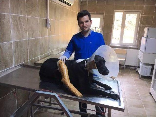 Sıcaktan Bunalan Köpekler Hortumla Serinletiliyor