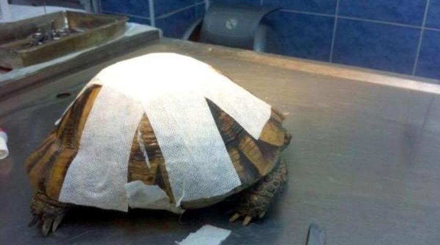 Tedavi Edilen Kaplumbağa Doğaya Salındı