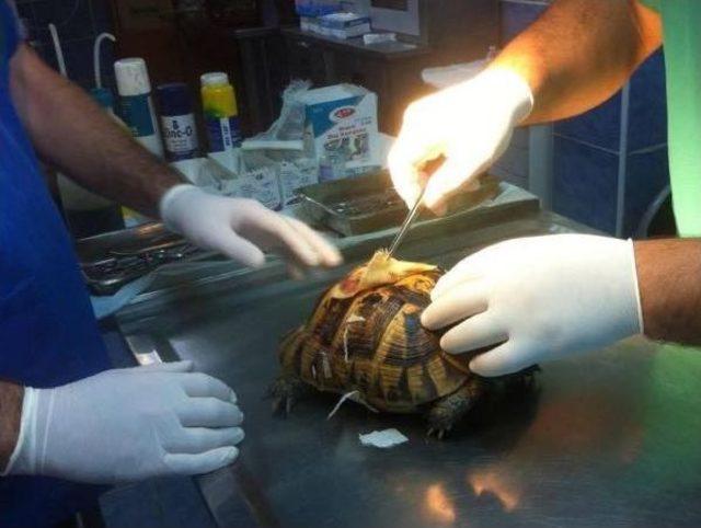 Tedavi Edilen Kaplumbağa Doğaya Salındı 1