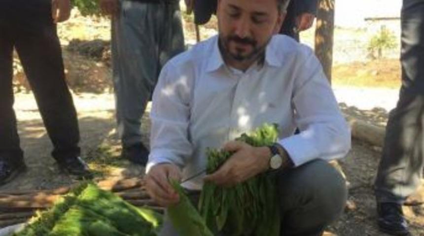 Tbmm Başkanvekili Aydın: &ldquo;t&uuml;t&uuml;n, Adıyaman&rsquo;ın G&ouml;z Nuru, Alın Teri, Ekmek Teknesidir&rdquo;