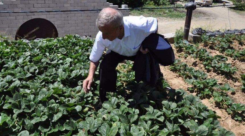 Evinin Damını Bostana &Ccedil;evirdi