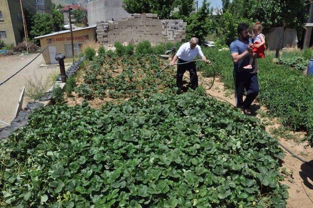 Evinin Damını Bostana Çevirdi