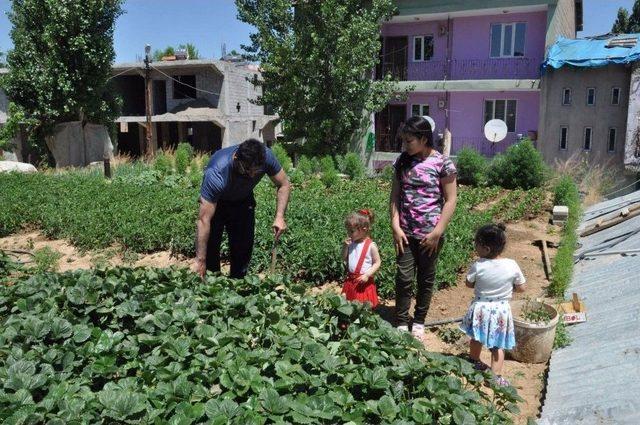 Evinin Damını Bostana Çevirdi