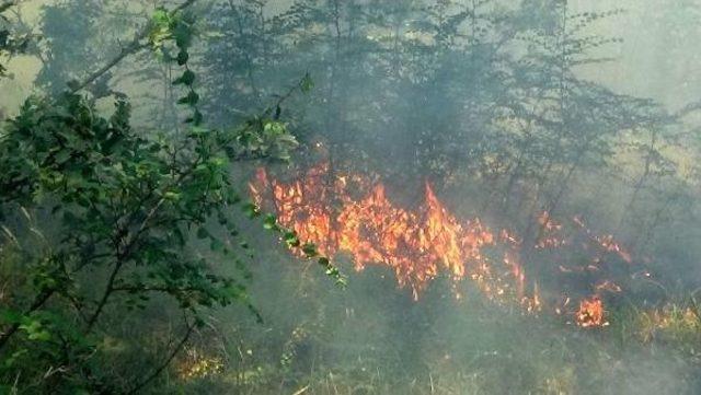 Tarım Arazisindeki Yangın Ormanı Da Yaktı