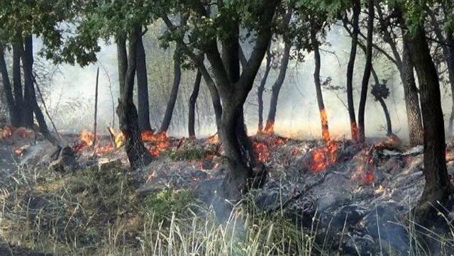 Tarım Arazisindeki Yangın Ormanı Da Yaktı