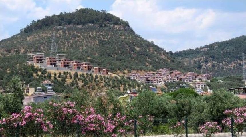 Zeytinlikler Yazlık Tehdidi Altında