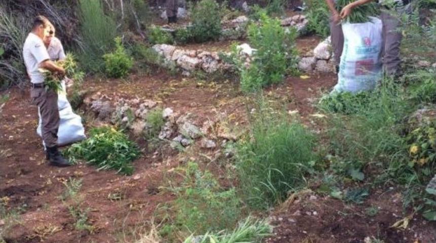 Manavgat&rsquo;ta Kenevir Operasyonu