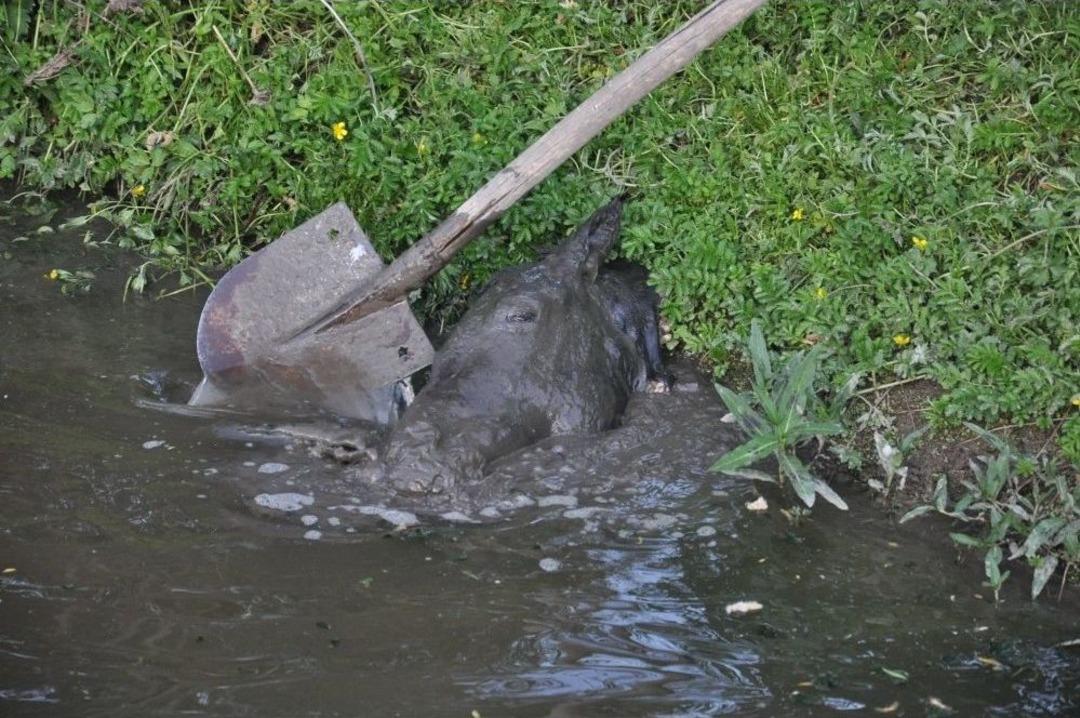 Kars&rsquo;ta Kesik At Başları Mahalleyi Ayağa Kaldırdı