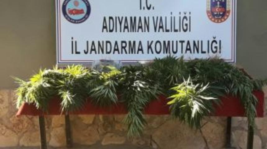 Jandarma Uyuşturucu Operasyonu Ger&ccedil;ekleştirdi