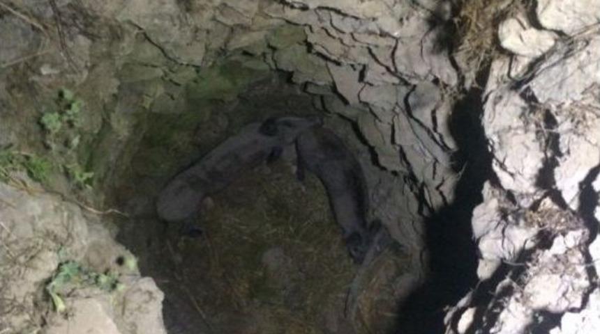 Kuyuya D&uuml;şen 2 Yaban Domuzu Kurtarılarak Doğaya Salındı