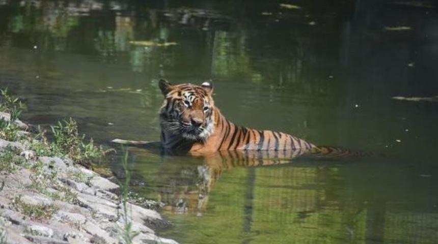 Sıcak, Vahşi Hayvanları Da Etkiledi