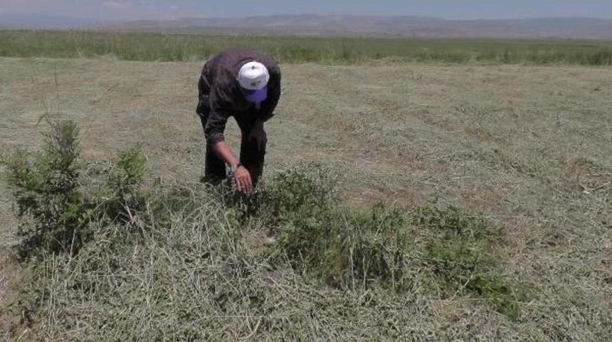 Muşlu &Ccedil;ift&ccedil;inin Toy Sevgisi