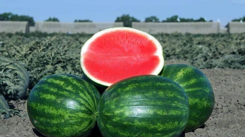 Karpuz &Uuml;reticisinin Umudu Sıcaklar