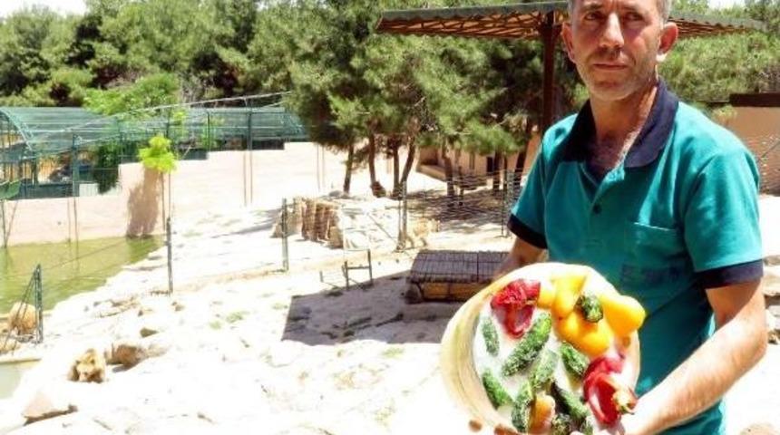 Gaziantep Hayvanat Bah&ccedil;esi'ne, 'sıcak' Ayarı