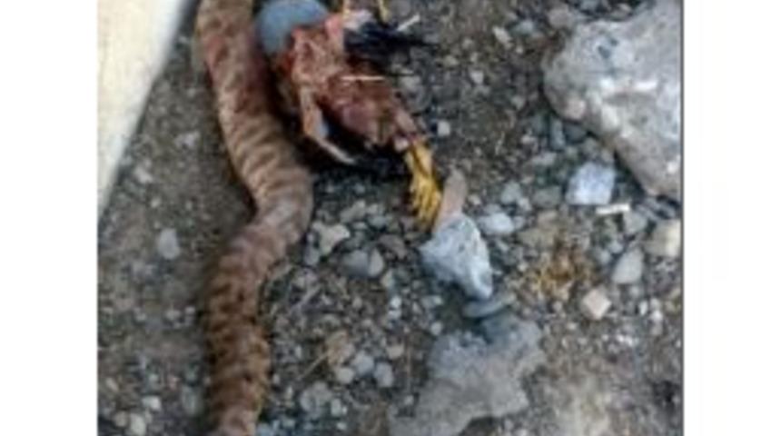 K&uuml;mesteki Tavukları Telef Eden 2 Metrelik Yılanı &Ouml;ld&uuml;rd&uuml;ler&nbsp;