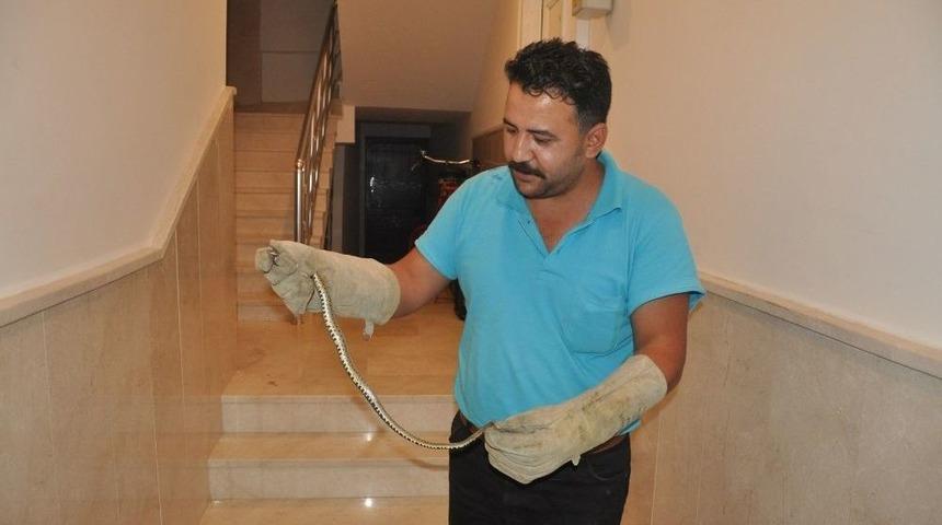 Apartmanda Yılan Paniği