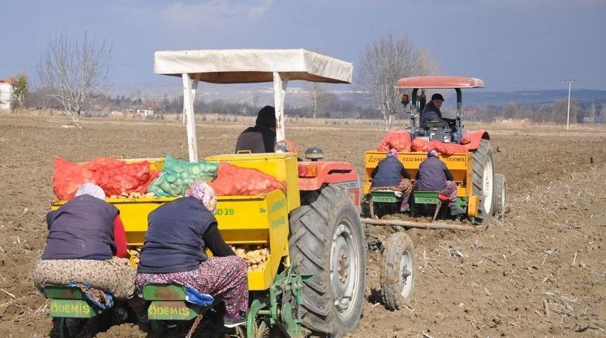 Patates Ve Hububatta Hasat Zamanı