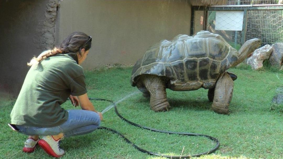 (&ouml;zel Haber) Sıcaktan Bunalan Hayvanları Buzlu Meyve İle Serinletiyorlar