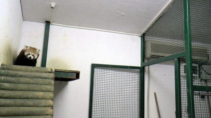 (özel Haber) Sıcaktan Bunalan Hayvanları Buzlu Meyve İle Serinletiyorlar G5