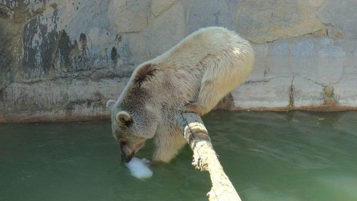 (özel Haber) Sıcaktan Bunalan Hayvanları Buzlu Meyve İle Serinletiyorlar G1
