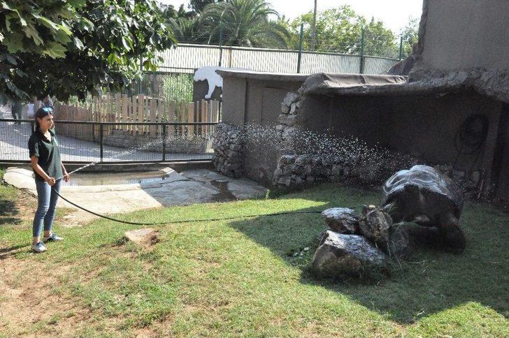 (özel Haber) Sıcaktan Bunalan Hayvanları Buzlu Meyve İle Serinletiyorlar G2