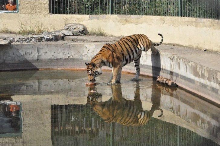 (özel Haber) Sıcaktan Bunalan Hayvanları Buzlu Meyve İle Serinletiyorlar G3