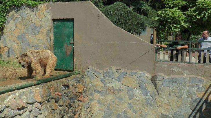 (özel Haber) Sıcaktan Bunalan Hayvanları Buzlu Meyve İle Serinletiyorlar G4