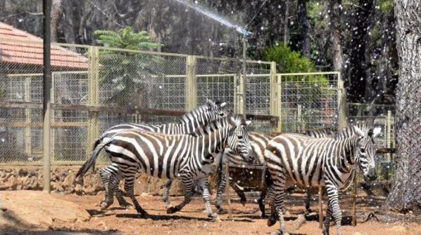 Hayvanlara Fıskiyeli Havuzlu Serinlik
