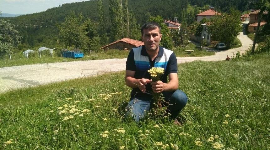 K&ouml;yl&uuml;ler Şifa İ&ccedil;in Akbaşlı Otu Topluyorlar