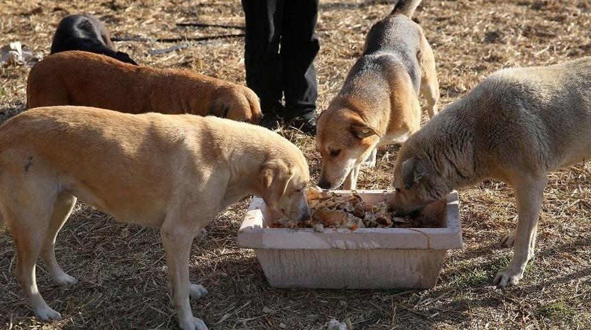 Sokak Hayvanlarına &rsquo;sıcak&rsquo; &Ouml;nlemi