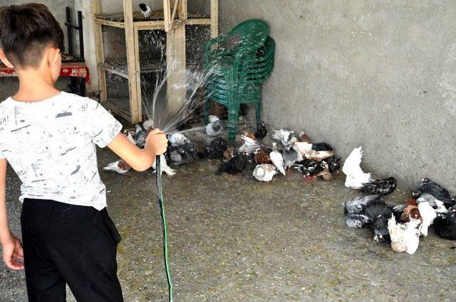 (özel Haber) Güvercinler De Sıcaktan Korunmanın Yolunu Buldu