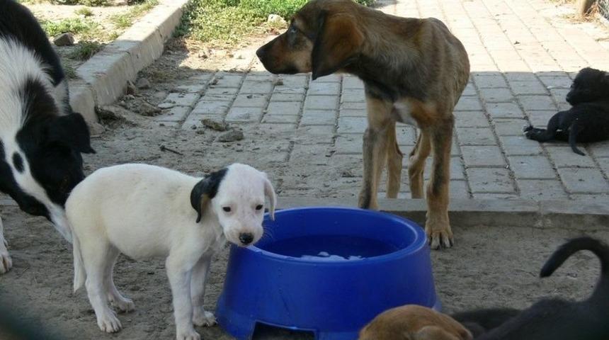 B&uuml;y&uuml;kşehir Sokak Hayvanları İ&ccedil;in Su Kabı Dağıtıyor