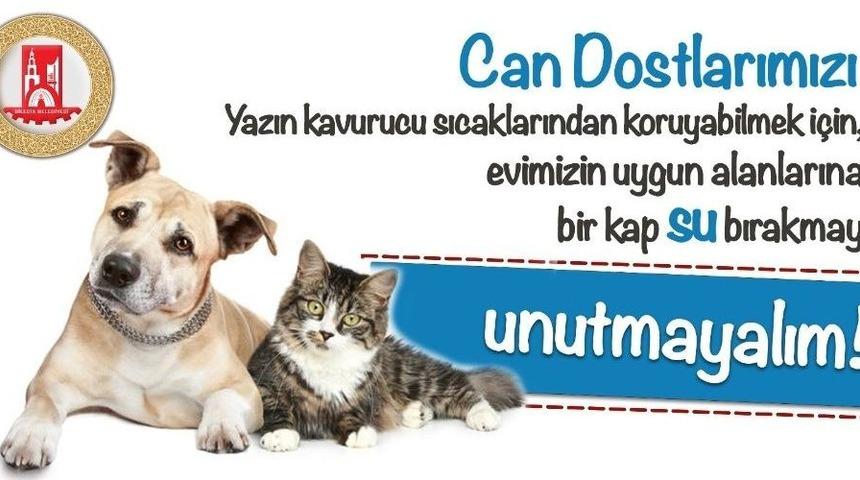Bilecik Belediyesinden Sokak Hayvanları İ&ccedil;in &Ouml;nemli &Ccedil;ağrı