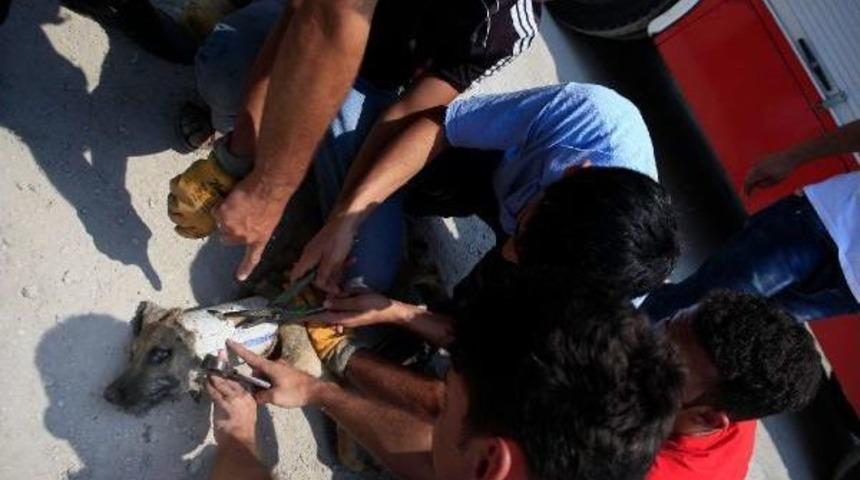 Kafası Tahliye Borusuna Sıkışan K&ouml;peği Itfaiye Kurtardı