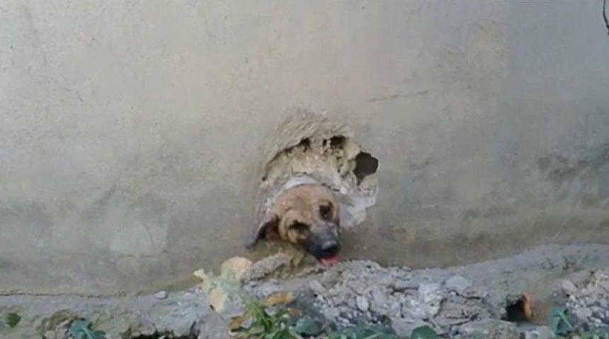 Bir Hafta Kafasındaki Boru İle Yaşayan K&ouml;peğin Yardımına İtfaiye Koştu