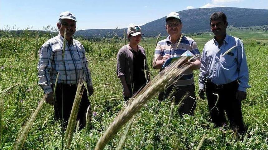 Altıntaş&rsquo;ta Yem Bitkileri Kontrol Ediliyor