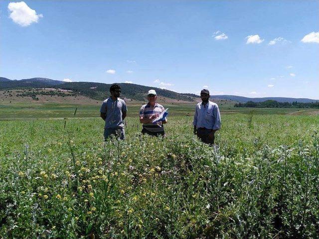 Altıntaş’ta Yem Bitkileri Kontrol Ediliyor