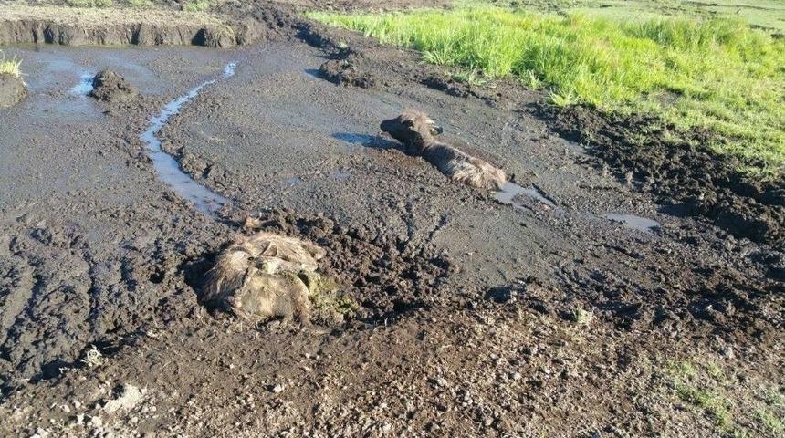 G&uuml;roymak&rsquo;ta 3 Manda Yavrusu Bataklıkta Telef Oldu