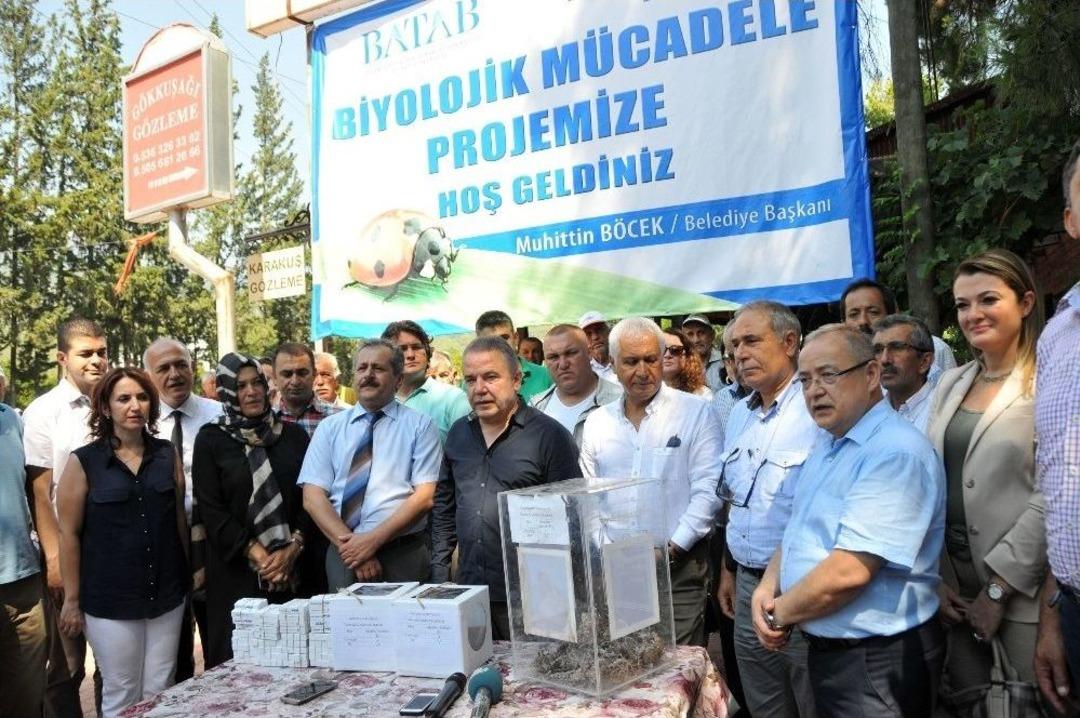 Antalya Zararlı B&ouml;ceklerle M&uuml;cadele Ediyor