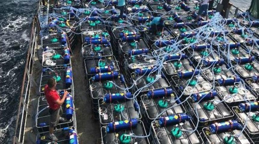 Dünyada Ilk Uçakla Yavru Balık Ihracatı Türkiye'den Umman'a