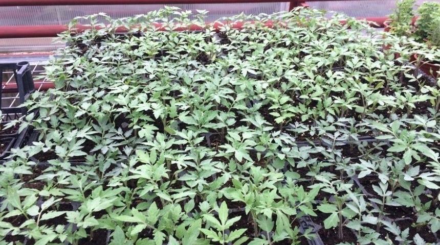 Gölbaşı Belediyesi Vatandaşı Hibrit Tohumdan Kurtarıyor