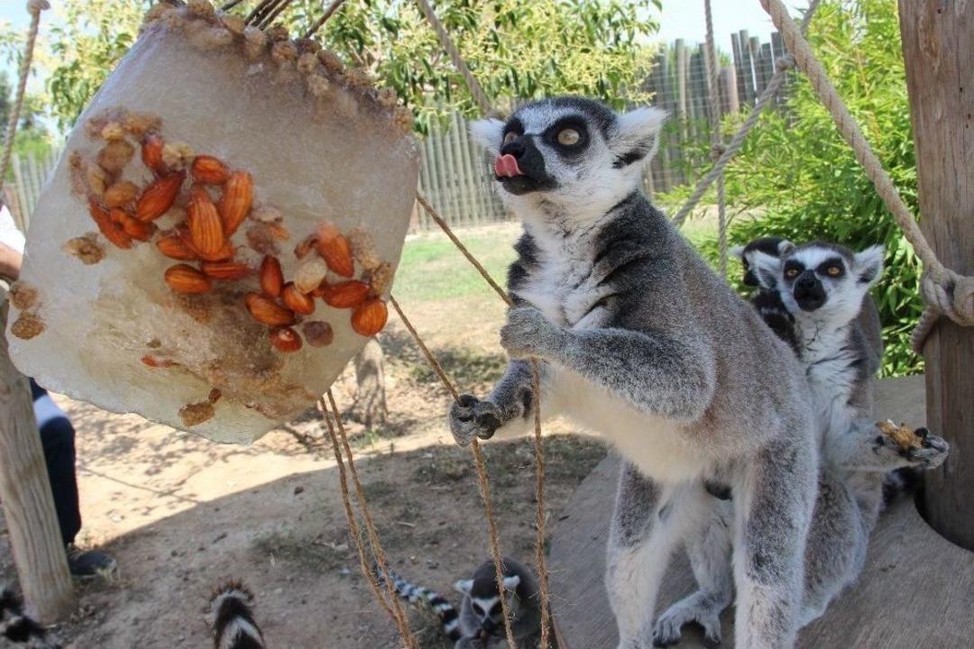 Vahşi Hayvanlara Dondurma Servisi